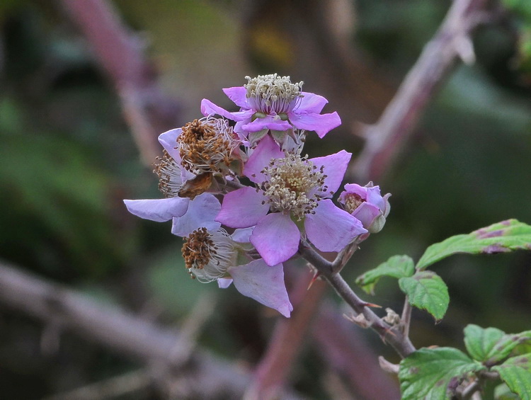 Rovo - Rubus fruticosus L.